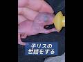 リスを救出する #動物 #動物プロダクション