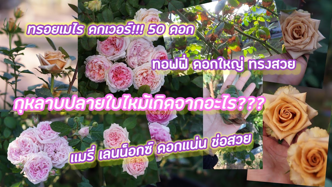 กุหลาบปลายใบไหม้เกิดจากอะไร? ชมกุหลาบ ทรอยเมไร ทอฟฟี่ เเมรี่เลนน็อกซ์