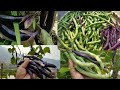 Kausi kheti summer season organic vegetables harvesting colourful beans  how to grow in containers