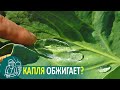 Полив огорода: миф о каплях-линзах 💧 Эксперимент Гордеевых