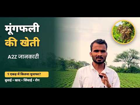 मूंगफली की खेती की पूरी जानकारी | बुवाई, खाद, सिंचाई, रोग और मुनाफा