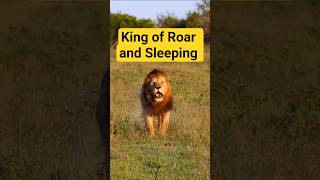 The Lion King of Roar or Perhaps of Sleeping?!  #wildlife#subscribe #shorts
