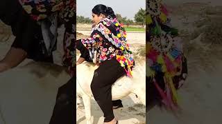 donkey riding sahkna k trika