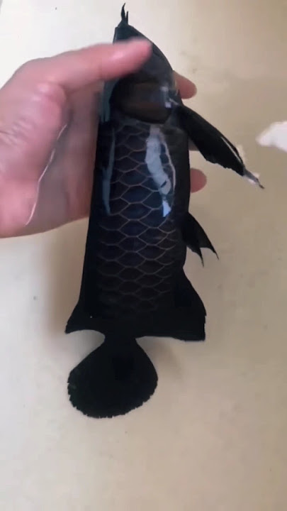 3 Fakta Unik Ikan Arwana Hitam #faktahewan #faktaunik #videoikan