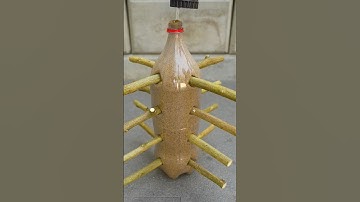 Great Technique Propagate Lemon Tree From Cuttings with Coca Cola bottle #shorts