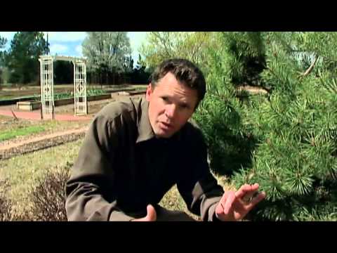 Video: Potted Ipheion Spring Starflowers - Care Of Spring Starflowers in Containers