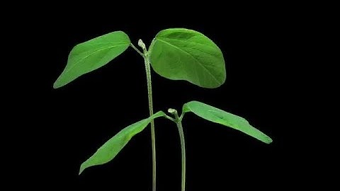 Soybeans Growing And Rotating Stock Video