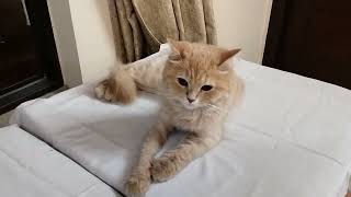 #cat long jump | #youtube cat long jump | #cat #funnycats #pet #cute #cutecat #bollywood #song