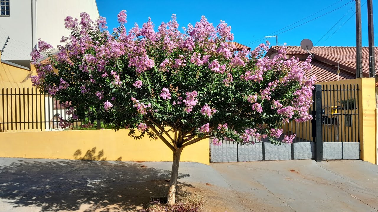 RESEDÁ ROXO ou FLOR DE JÚPITER - YouTube