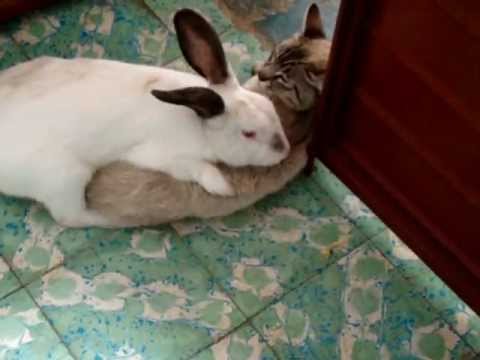 Rabbit loves cat - YouTube