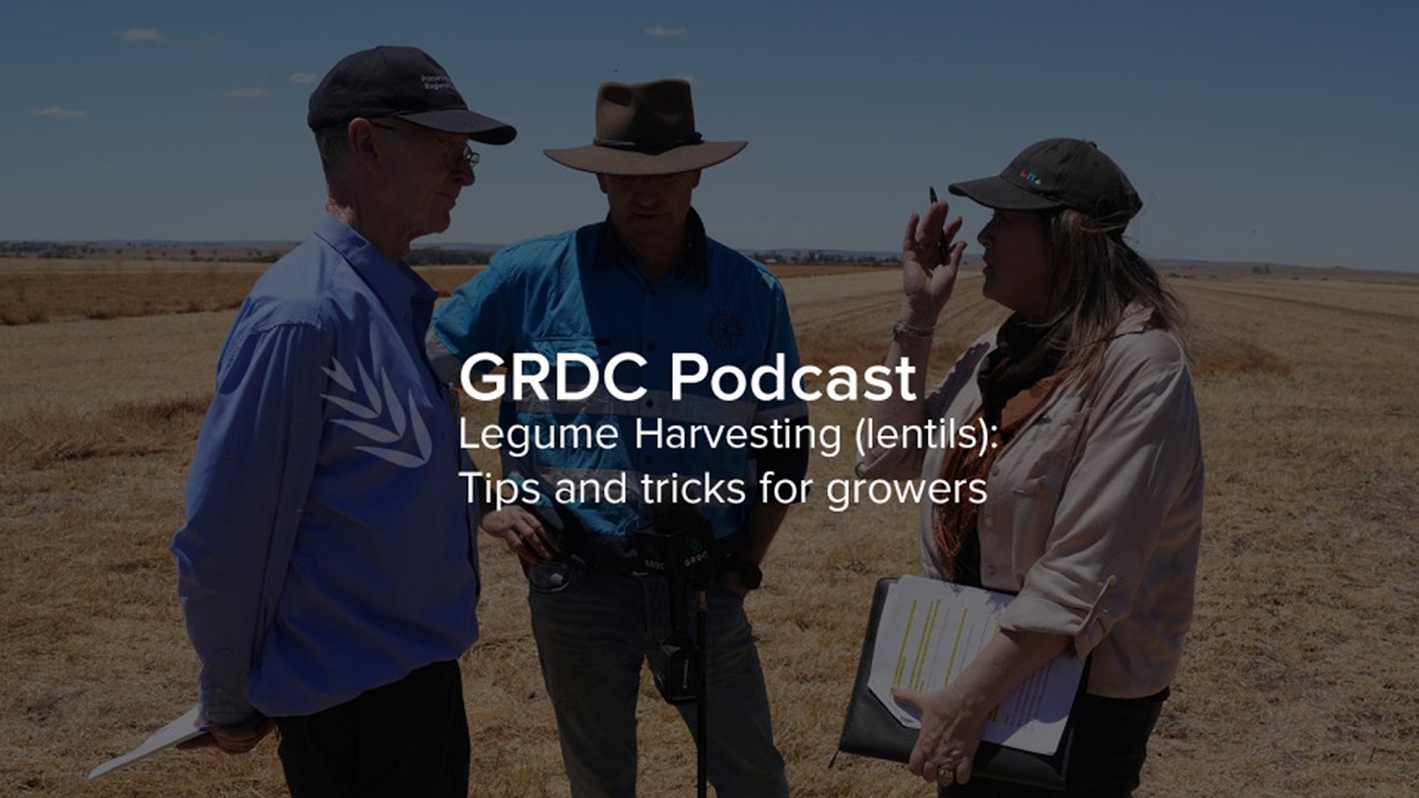 PODCAST Legume harvesting (lentils): Tips and tricks for growers