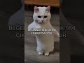 #cat #ytdayibenionecikarnolur #ytshorts #catvideos #catmemes #catshorts #cats #catholic #catlife