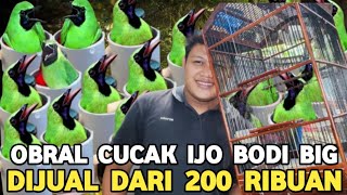 Download Lagu PROMO !!! CUCAK IJO BIG JTN RASA GACOR CUMA 450 RIBU DI PASAR BURUNG PRAMUKA MP3 Download Lagu PROMO !!! CUCAK IJO BIG JTN RASA GACOR CUMA 450 RIBU DI PASAR BURUNG PRAMUKA MP3