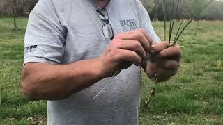 Difference between wild garlic and wild onions.