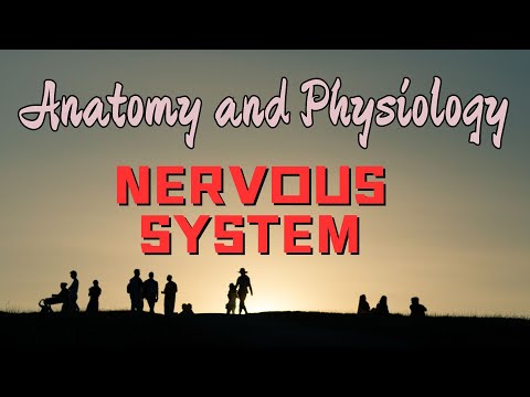 NERVOUS SYSTEM/神经系统