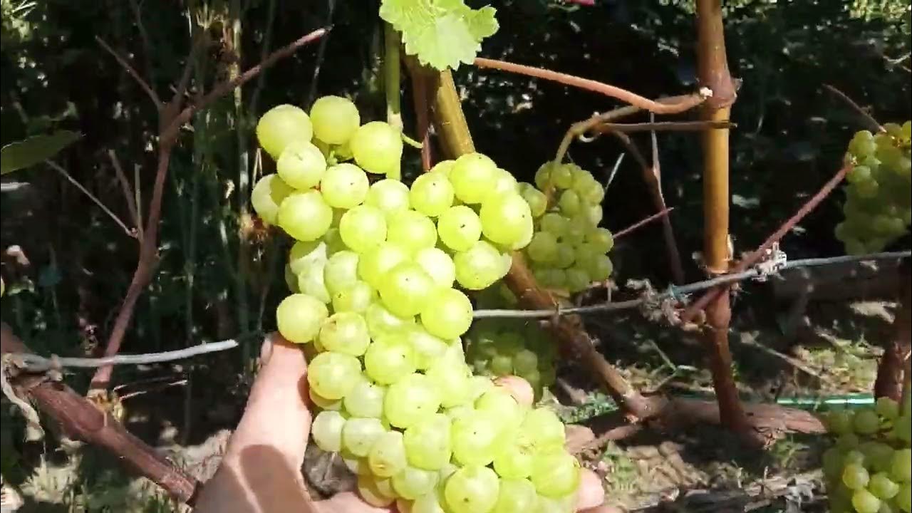 Лиепаяс виноград описание сорта фото Лиепаяс виноград описание сорта фото