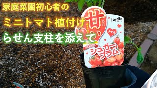 家庭菜園 らせん支柱を使ってミニトマトの植え付け Youtube
