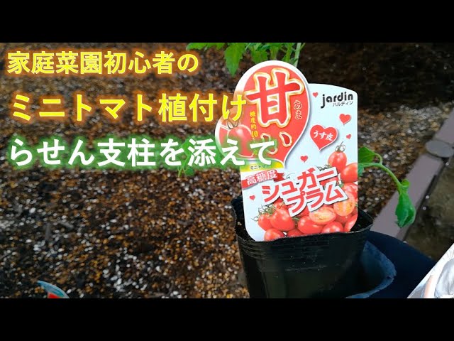 家庭菜園 らせん支柱を使ってミニトマトの植え付け Youtube