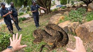 Deadly Snake In The Yard