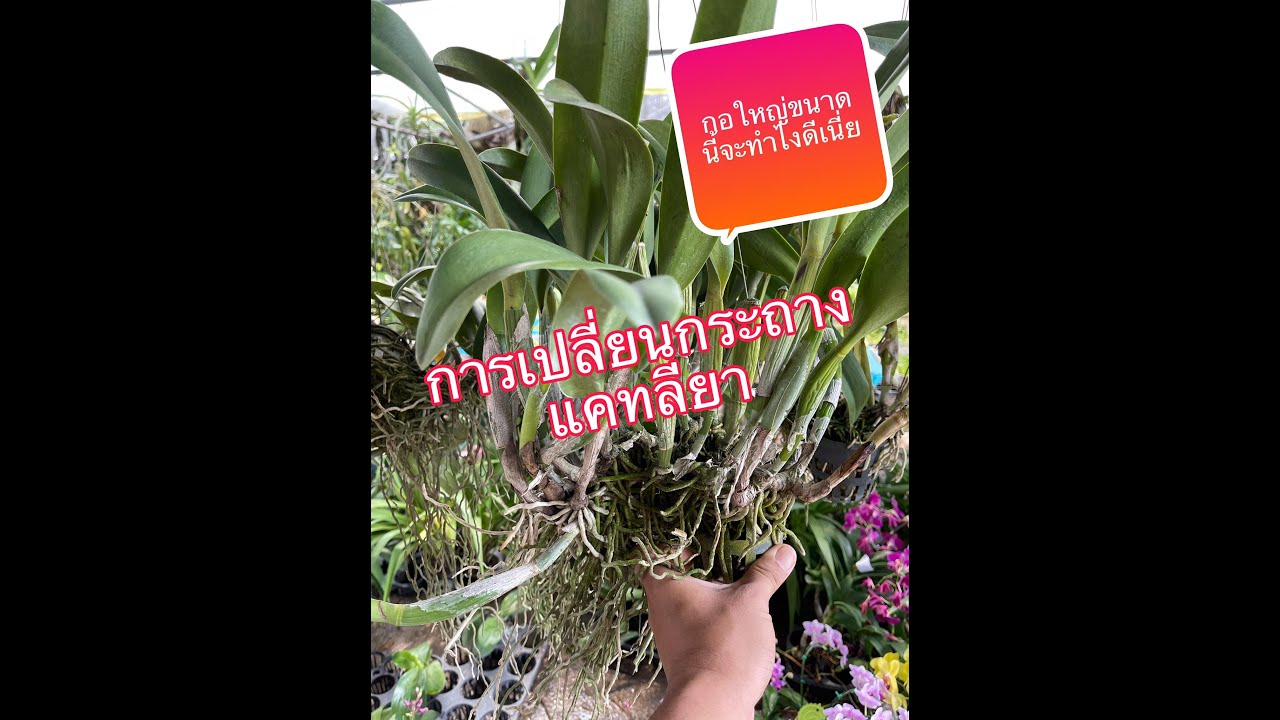 Ep.8 เปลี่ยนกระถางแคทลียากอใหญ่ๆ