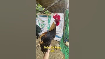 Gà mồi chuối vừa nhập đội nhà ae #garung #chicken @Anhtuan-43