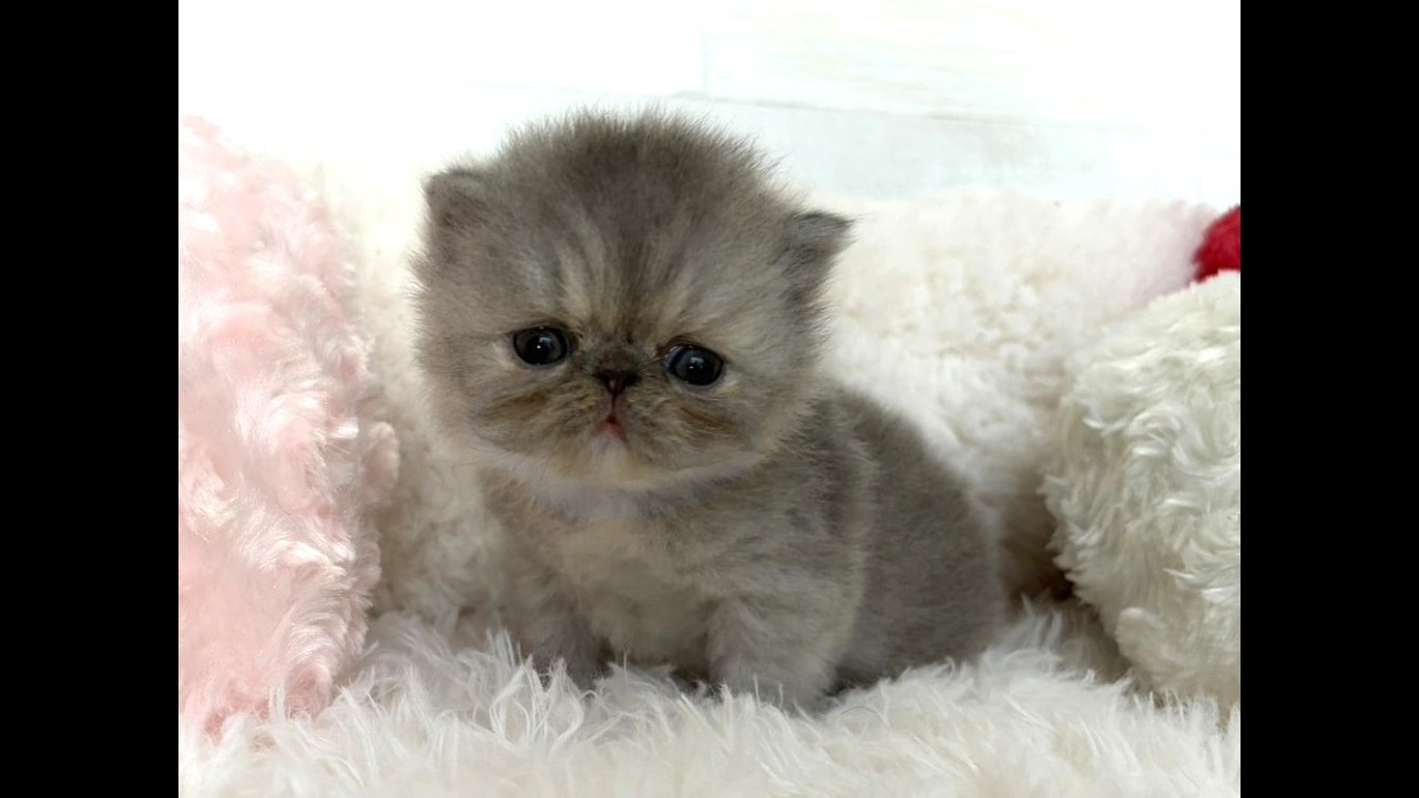 madame fufu様❤オーダー❤エキゾチック子猫ちゃん♡お腹ぽっこりちゃん♡ YouTube