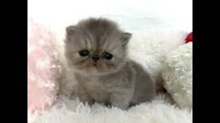 madame fufu様❤オーダー❤エキゾチック子猫ちゃん♡お腹ぽっこりちゃん♡ YouTube