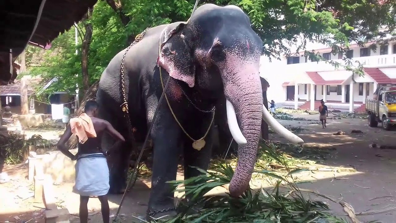 Elephant Ookkan Kunju //ആനച്ചന്തം KERALA ELEPHANT PLANET Elephant Ookkan Kunju //ആനച്ചന്തം KERALA ELEPHANT PLANET