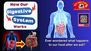 The Digestive System | The Incredible Journey of Food