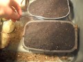 I DID IT! how to successfully breed crickets!
