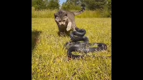 cat vs snake