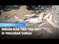 Ribuan ikan mati secara tibatiba  liputan 6 padang