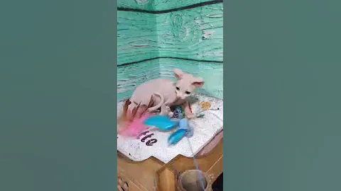 Video 8390441: sphynx kitty cat, canadian sphynx kitty, canadian sphynx kitten, sphynx kitten loving, eyed sphynx
