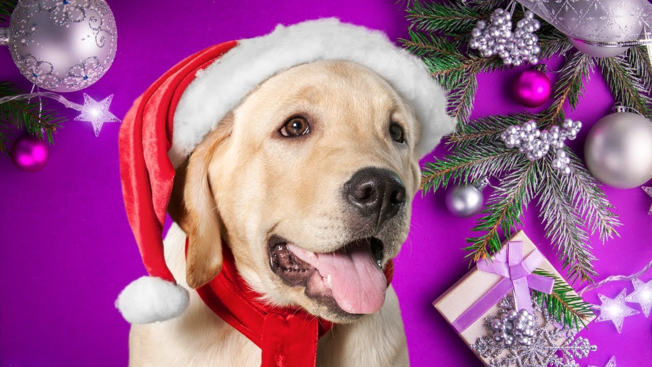 Seven Things At The TOP OF YOUR Dog's Christmas List