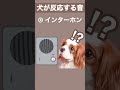 【犬が反応する音】その⑤ 犬が喜ぶ音／犬が首をかしげる音／犬が寄ってくる音 #shorts