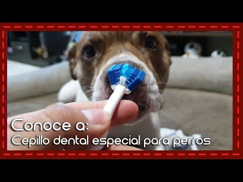 Video: Beneficios de los cepillos de dientes eléctricos para perros