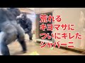 Shabani VS Kiyomasa【東山動物園🦍】ついにキレるシャバーニVSキヨマサ