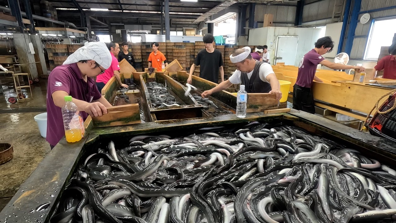 土用の丑前にもう一度見てほしい！うなぎ養殖の裏側がヤバかった【一色うなぎ】｜Inside a Japanese Eel Farm
