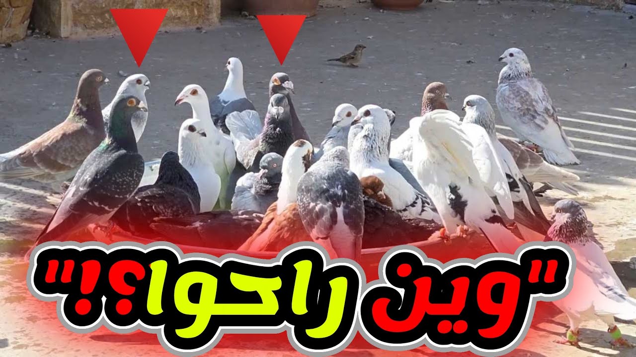 اليوم سقنا 40 حمامة على أمل يرجعوا كلهم،لكن المفاجأة 😳رجعوا 38 طير وطيرين اختفوا بدون أي أثر!