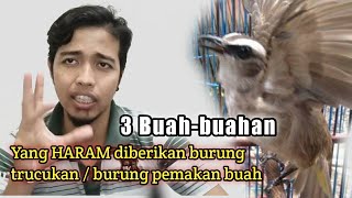 Buah yang dilarang diberikan untuk burung trucukan, buah untuk trucukan yang efeknya mengerikan !!