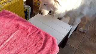 ルンルン用にお父さんがDIYで階段を作ってくれました　Great Pyrenees　グレートピレニーズ