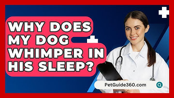 Why Does My Dog Whimper In His Sleep? - PetGuide360.com