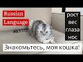 Знакомьтесь, моя кошка - Easy Russian Lesson (subs)