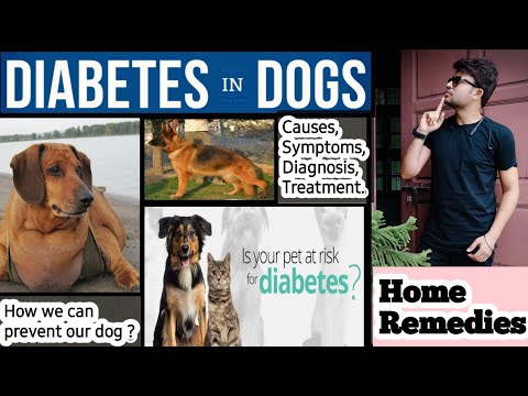 वीडियो: कुत्ते के लिए नींद एड्स