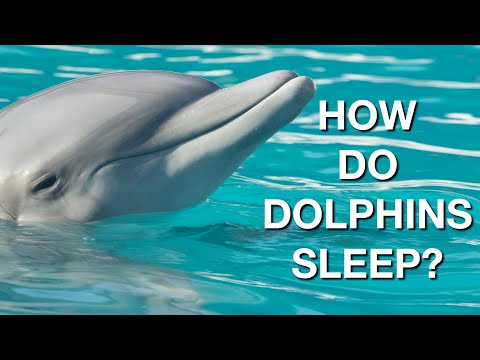 Video: Delfíni nedýchajú automaticky
