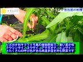 【ハタムスビ】21　空芯菜の葉の収穫！▽どんどん伸びる夏野菜　野菜作りムービー