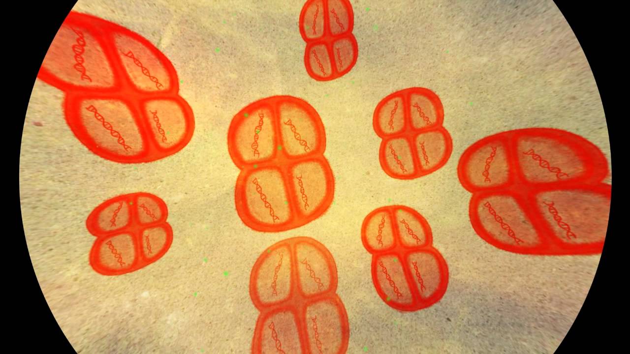 The Deinococcus : a bacterial factory at your service - YouTube