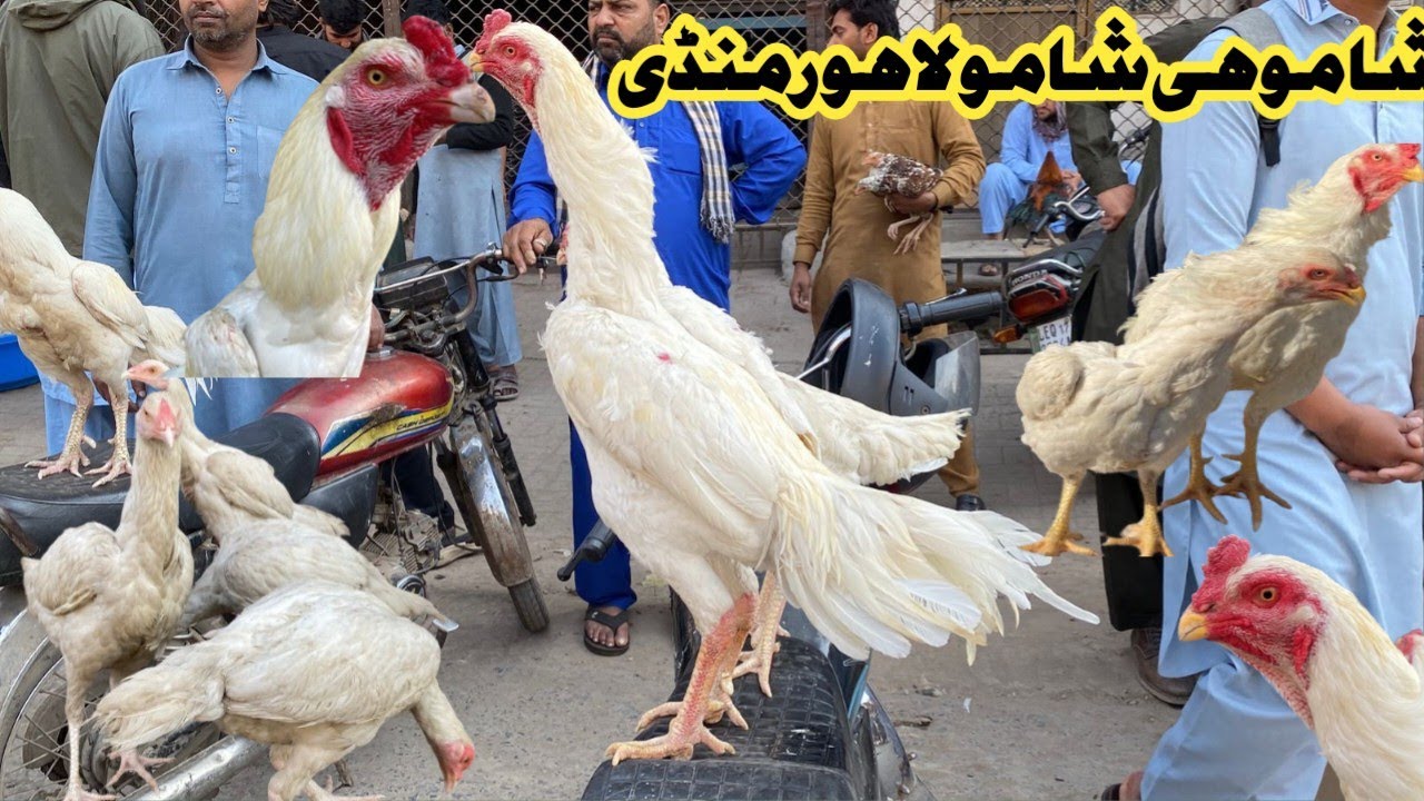 Sunday Aseel Murgh Mandi Larri Ada Lahore|ASEEL MURGH MANDI|PAPER WHITE SHAMO|HEERA ASEEL LOVER|