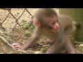 Mountain Monkey - Newborn Baby 02