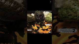 Dash Diverse Addicted 2 Trappin